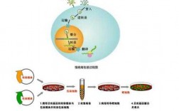 满病毒包装过程（如何包装病毒）