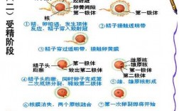 受精过程在体内进行（受精过程在体内进行什么）