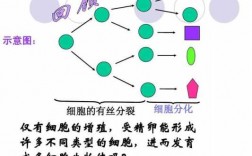 细胞分化的过程图解（细胞分化的过程图解视频）