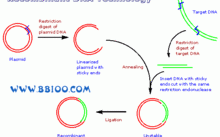分子克隆全过程的简单介绍