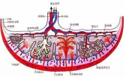 胎盘循环过程（胎盘循环过程示意图）