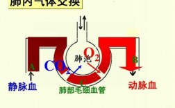 肺换气的过程视频（肺换气的过程视频讲解）