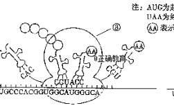 真核细胞生产蛋白过程（真核细胞生产蛋白过程图解）