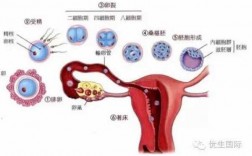 着床成长过程（着床成功的现象）