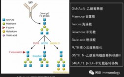 糖基化过程（糖基化过程发生在高尔基体的顺面膜囊中吗）