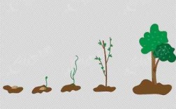 树木生长过程动画（树木的生长过程简笔画）