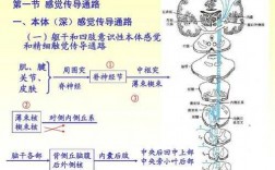 感觉传递过程（感觉传导路的传导过程）