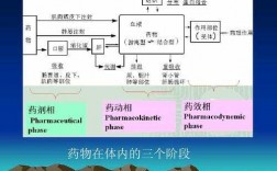 药物在体内基本过程（药物在体内过程包括哪四部分）