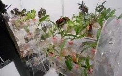 温室花卉盆播过程（简述温室花卉上盆的具体做法）