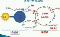 叶的光合作用的过程（叶的光合作用视频）