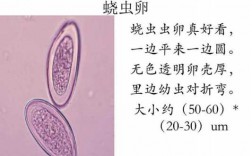 蛲虫产卵的过程（蛲虫卵发育成幼虫要多久）