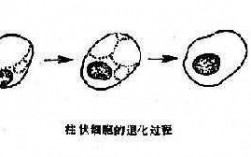 细胞退化过程（细胞退变）