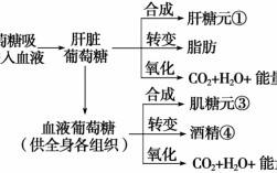 简述尿糖的形成过程（尿糖的形成机制）