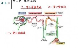 肾小球排尿过程（肾小球排泄功能）