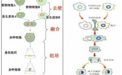 细胞融合技术过程（细胞融合技术各自的优点）