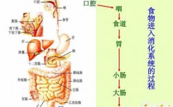 食物进入胃的过程（食物进入胃的过程叫什么）