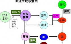 人体血液产生过程（人体血液的产生）