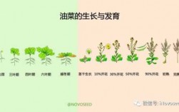 油菜生长变化的过程（油菜生长过程中的四个阶段）