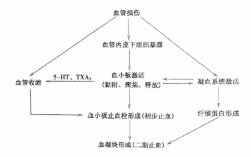 止血过程信息传导（简述止血的生理过程）