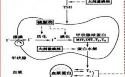 甲状腺合成过程酶（在甲状腺合成过程中发挥重要作用的酶是）