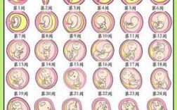 胎儿变化过程（胎儿变化过程示意图）
