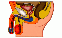关于勃起过程gif的信息