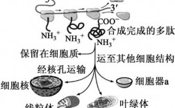 微管结合蛋白合成过程（微管蛋白的合成达到高峰是在细胞周期的）