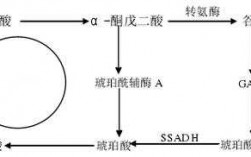 丁酸氧化过程（丁酸氧化过程中的产物）