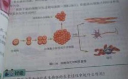 细胞生长蜕皮过程（细胞生长图）