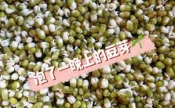 种豆芽全部过程图片（种豆芽过程图片真实）