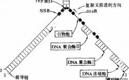 dna复制过程引物（dna复制过程引物是什么）