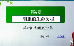 细胞分化教学过程（细胞分化公开课课件）