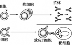 抗原抗体杂交过程（抗原抗体杂交的原理）