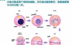 关于卵子精子受精过程的信息