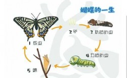 蝴蝶生长过程图片（蝴蝶生长过程示意图）