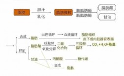 脂肪在人体的代谢过程（脂肪在体内代谢过程）