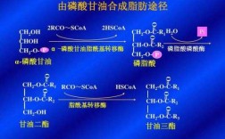 甘油被吸收的过程（甘油被吸收的过程图）