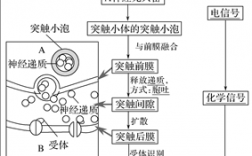 突触传递过程包括（突触传递过程包括有）