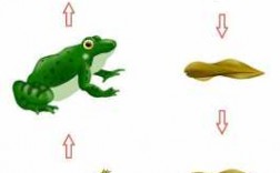 青蛙进化过程图画的简单介绍