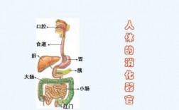 简述食物消化过程（食物的消化过程是怎样的简洁）