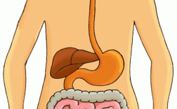 食物消化过程图片（食物消化过程动态图）