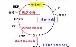 糖原彻底氧化的过程（糖原氧化分解过程）