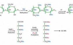 多糖合成过程（多糖的合成反应式）