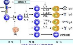 b细胞活化过程（B细胞活化过程中抑制第一活化信号转导的辅助因子）