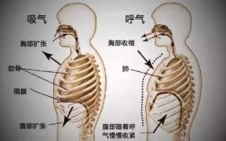 呼吸的过程演唱（呼吸的全过程3部分）