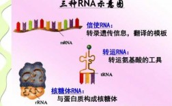 成熟mRNA的转运过程（成熟mrna的转运过程包括）