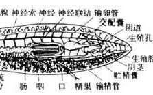 涡虫生殖过程（涡虫如何繁殖后代）