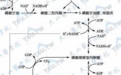 氨基酸糖异生过程（氨基酸生成糖的途径是什么）