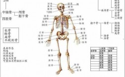 骨骼运动过程（骨骼运动过程图解）