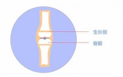 骨骼发育过程（骨骼发育过程中,骨骺软骨的出现）